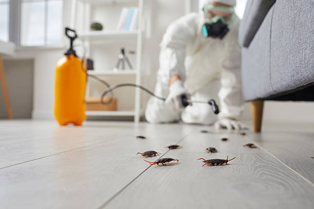 Affordable Termite Control solutions in Jamestown, NY